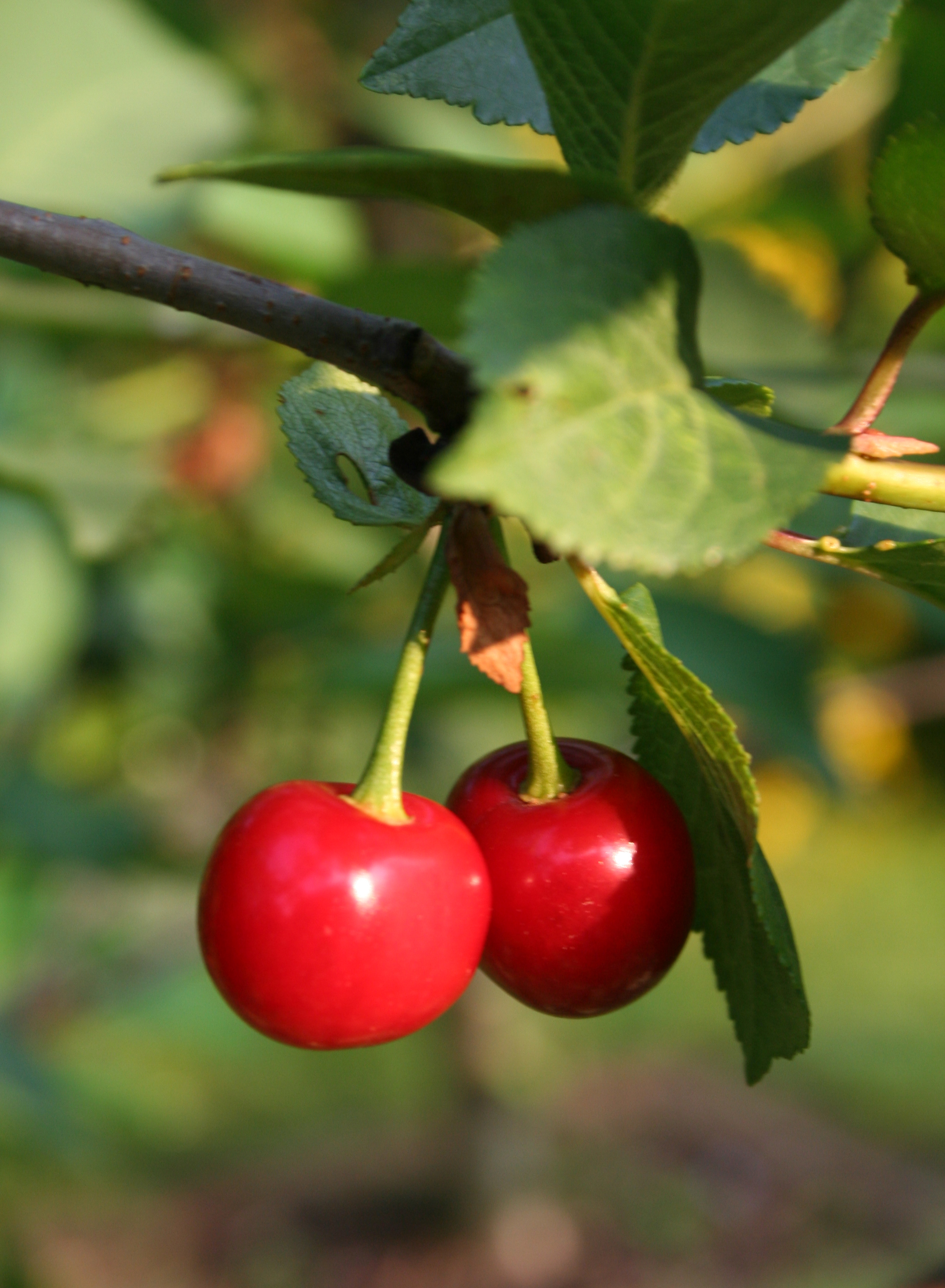 Cherries RGB Stock.jpg
