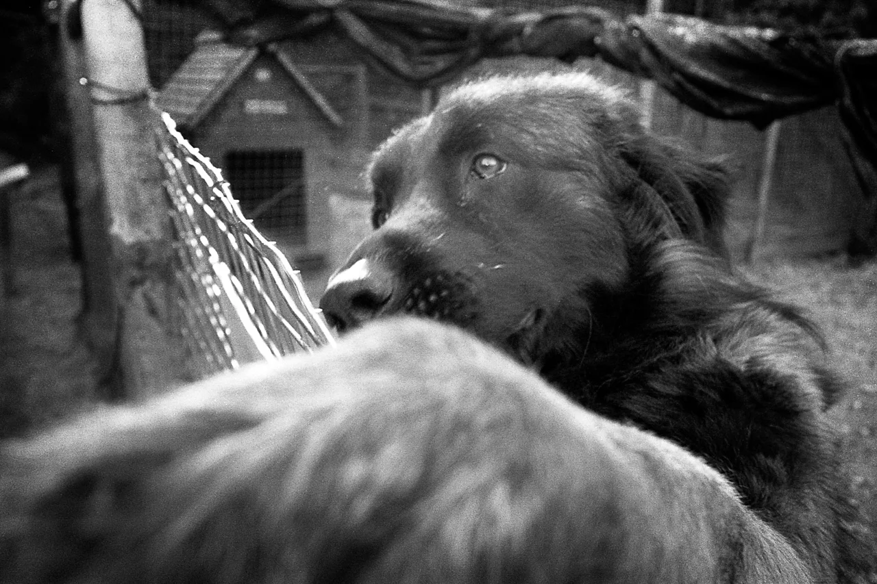 2012, Ricoh GR1s, Kodak TriX 400