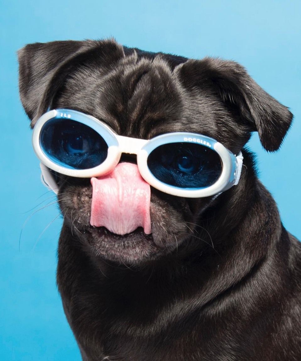 "Dante" - Black Pug