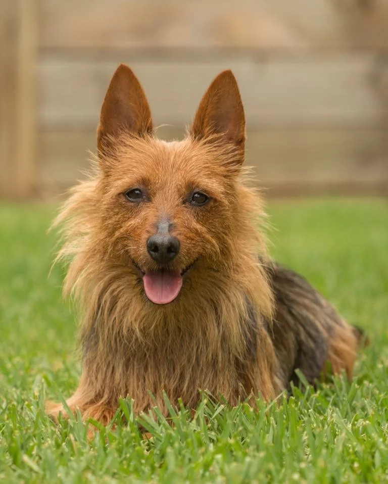 "Kirah" - Australian Terrier