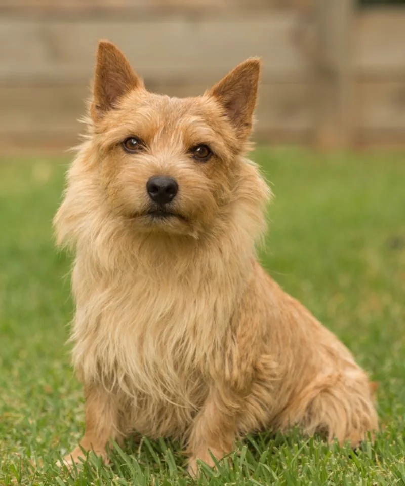 "Rupert" - Norwich Terrier