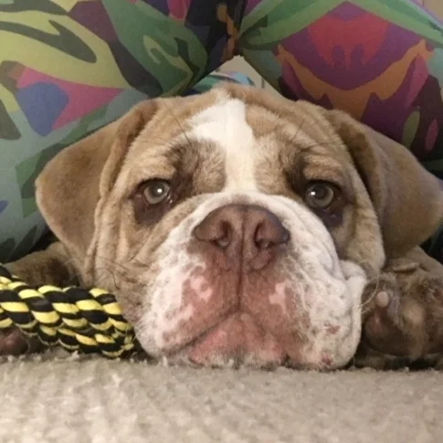 "Nacho" - Aussie Bulldog