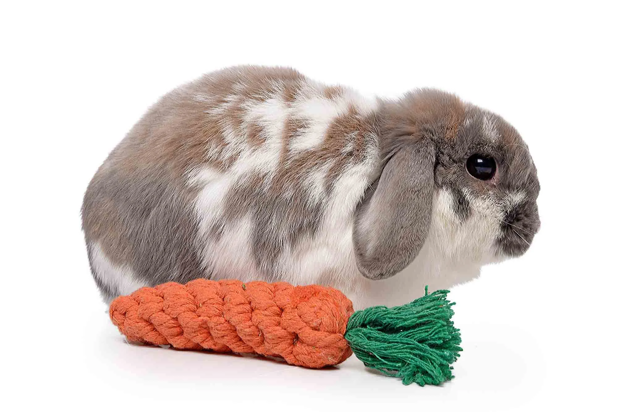 "Finn" - Minilop Rabbit