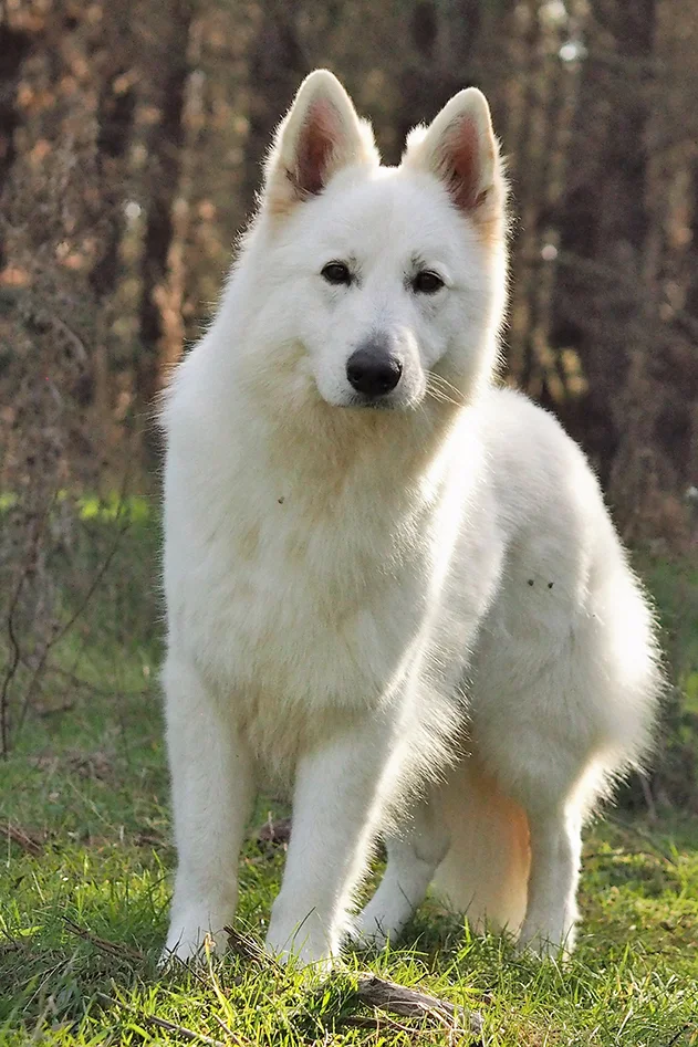 "Rohan" - White Swiss shepherd dog