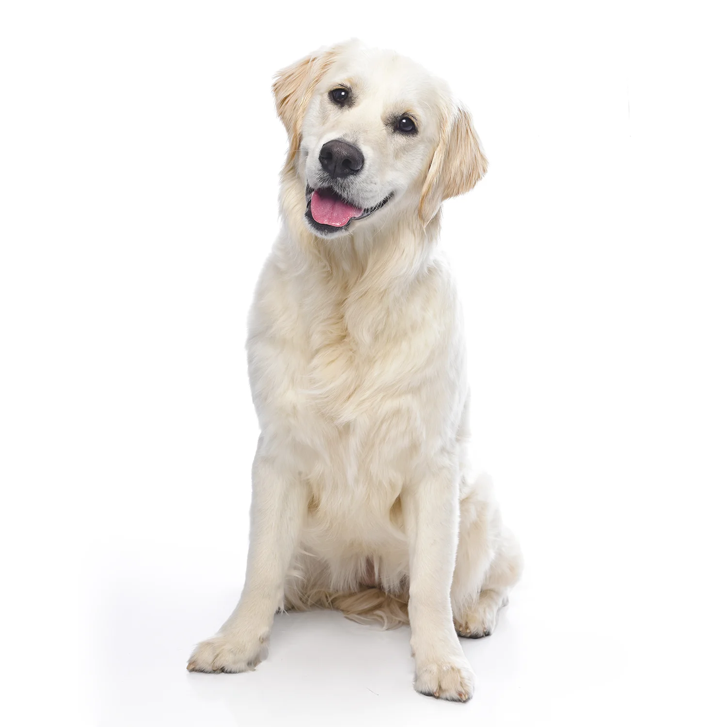 "Ruby" - Golden Retriever