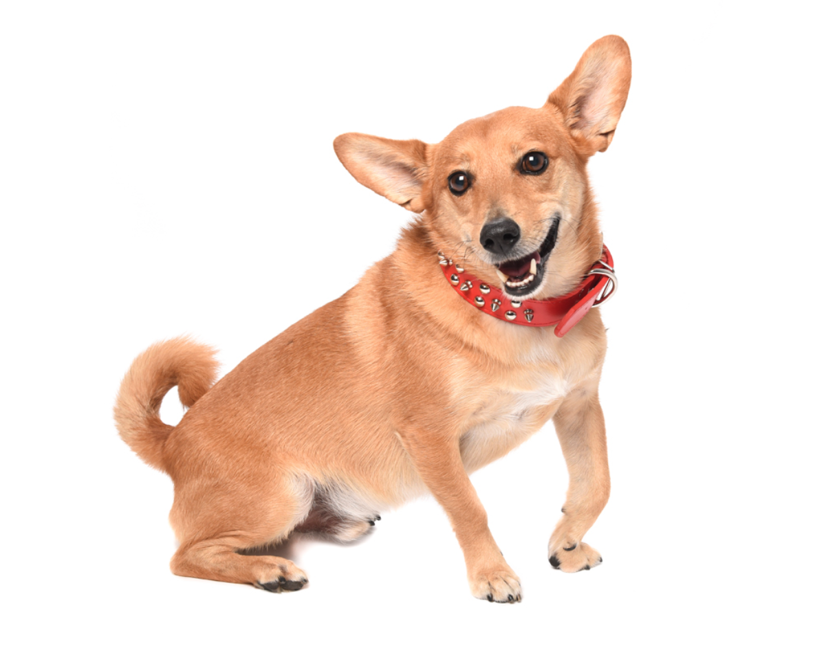 "Simba" - Chihuahua X