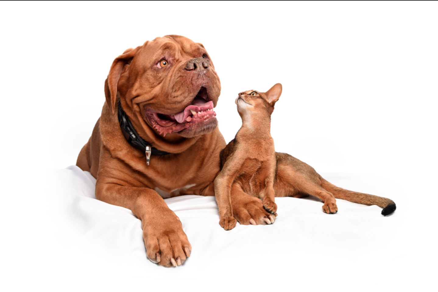"Arnold" - Dogue de Bordeux & "Calvin" - Abyssinian Cat
