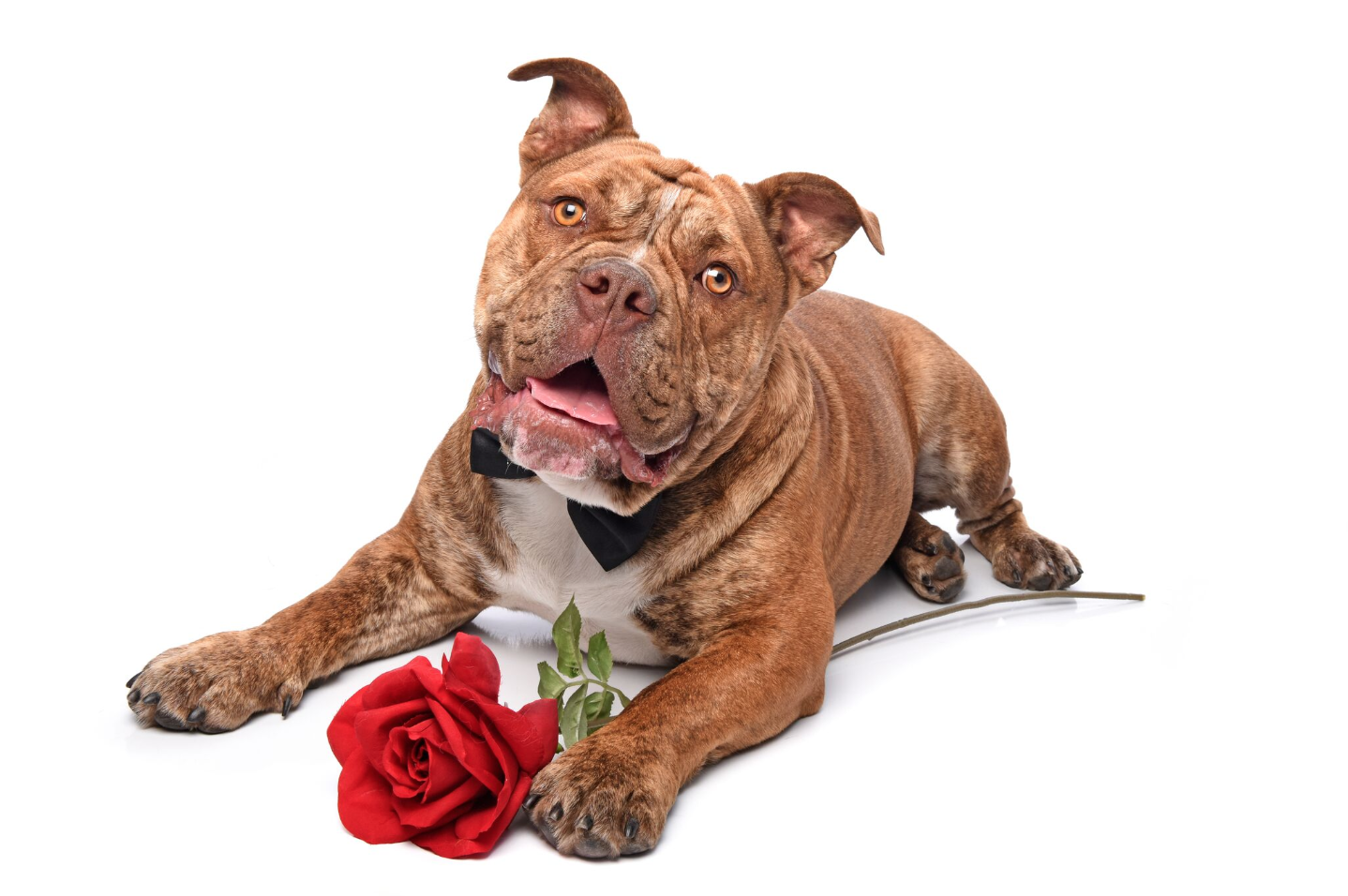 "Carlos" - Aussie Bulldog