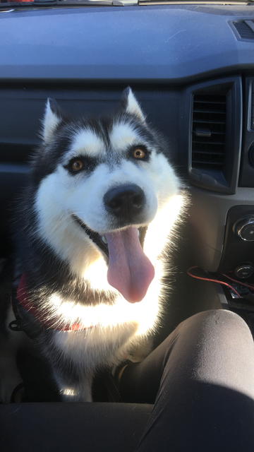 "Bear" - Siberian Husky