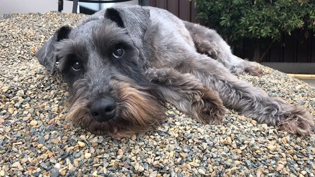 "Buddy" - Schnauzer