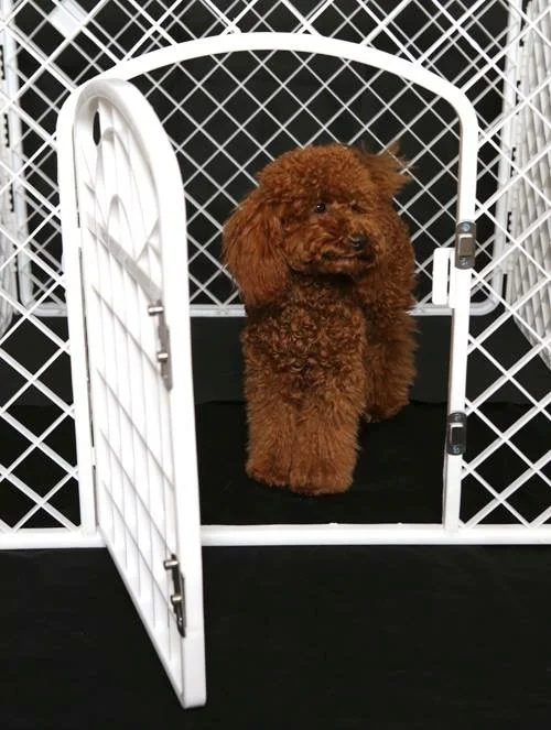 "Peggy-Sue" - Toy Poodle (Red)