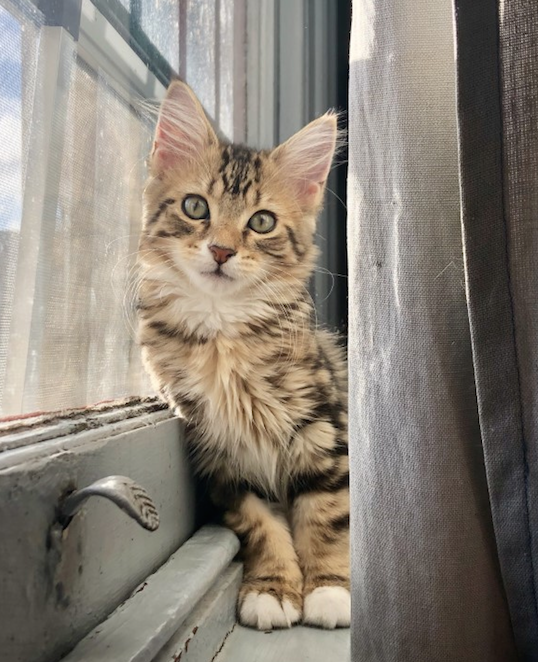 "Florence" - Domestic Short Hair/Maine Coon