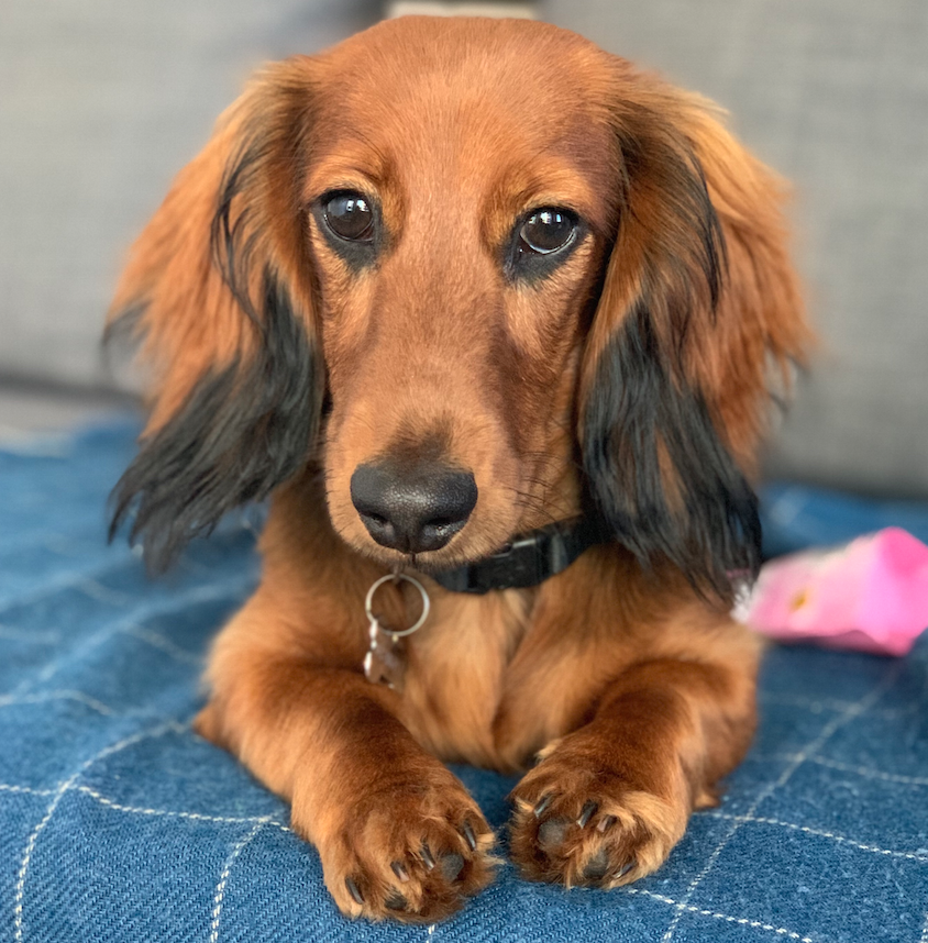 "BRUNO" - Miniature long haired dachshund