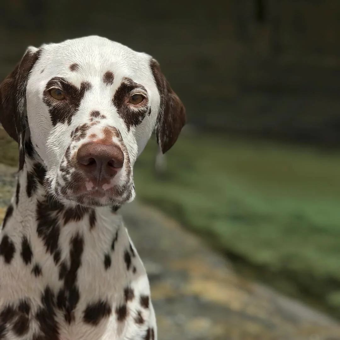 "Murray" - Dalmatian