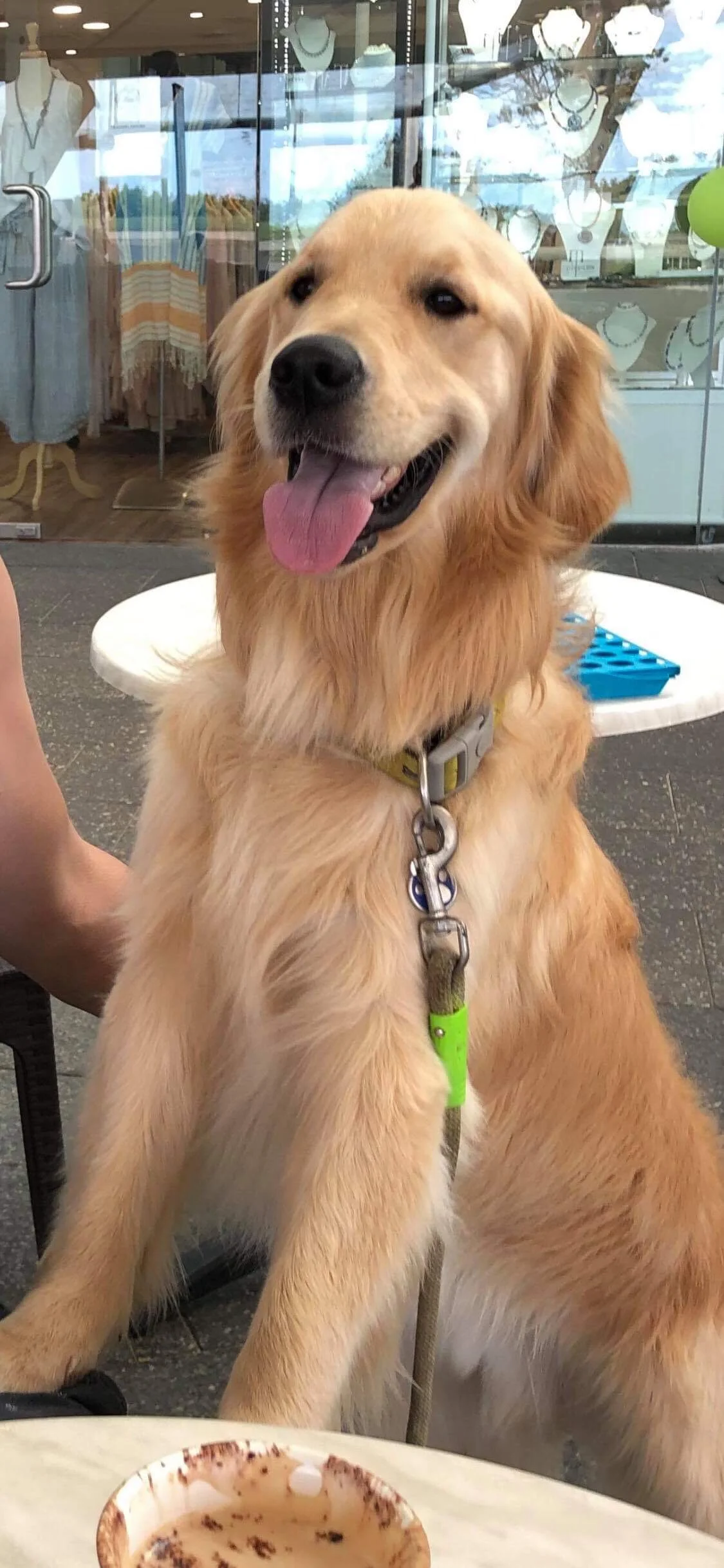 "Archie" - Golden Retriever