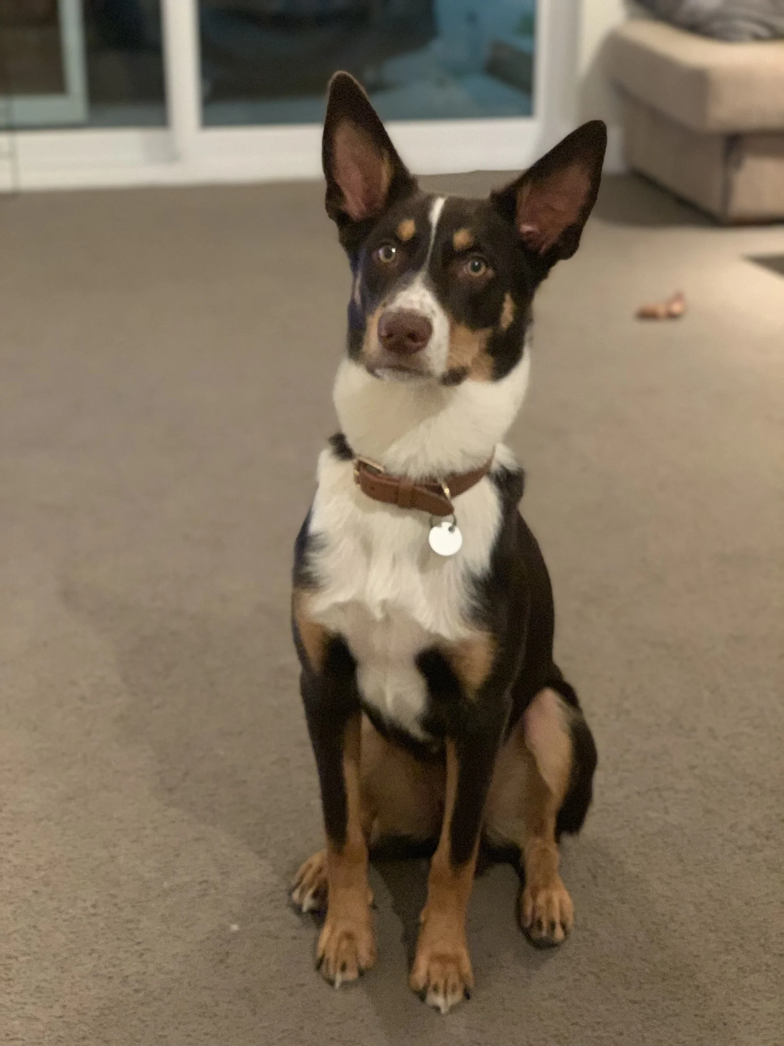 "Kobi" Australian Kelpie