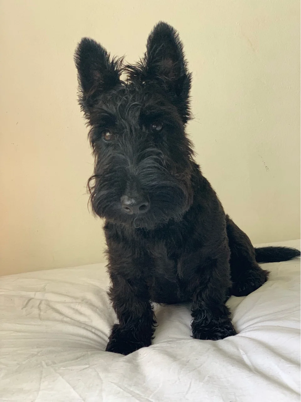 "Strickland" - Scottish Terrier