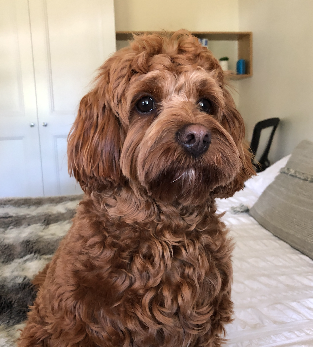 "Bayley" - Toy Cavoodle