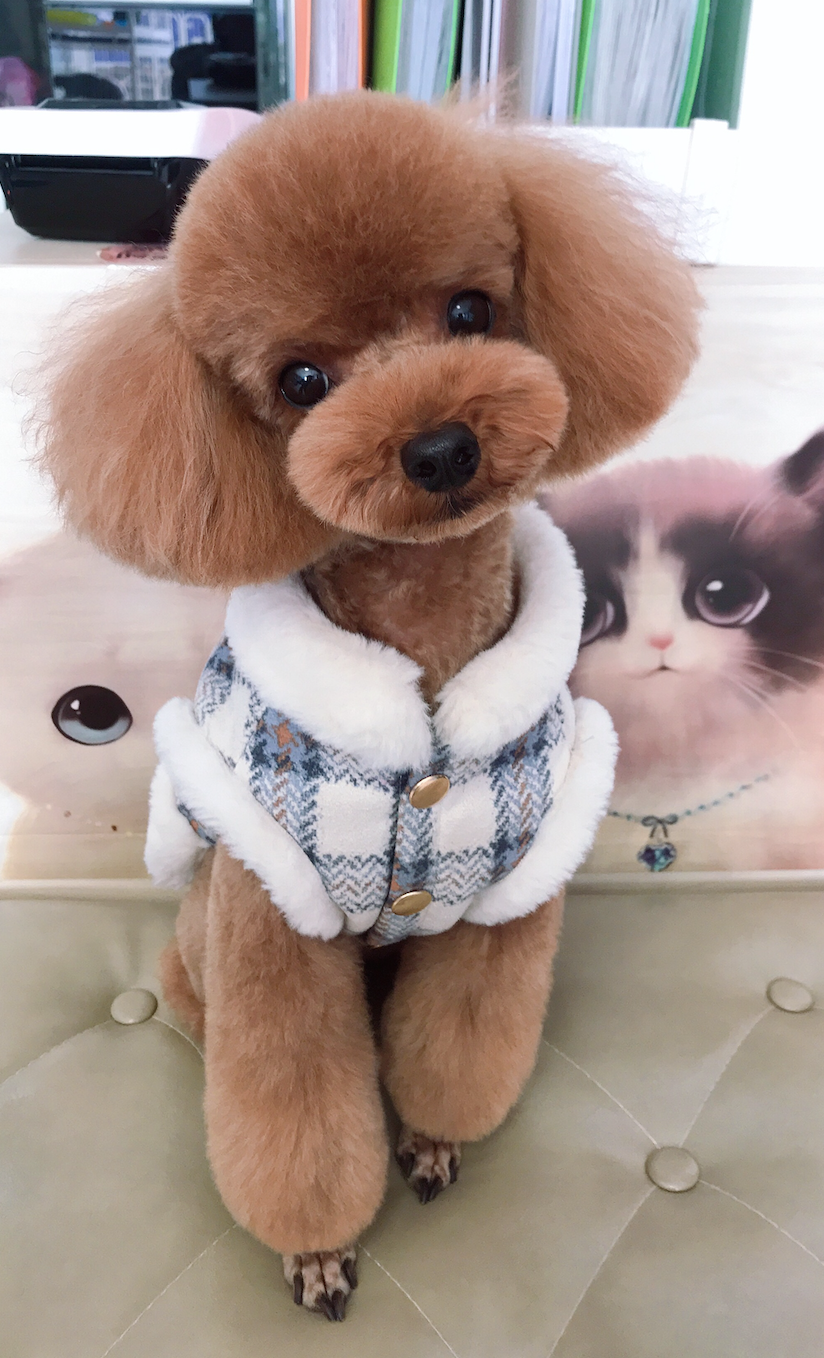 "Pasta" - Toy Poodle