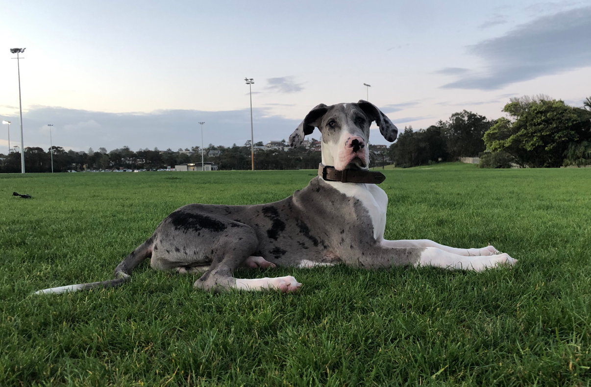 "Moose" - Great Dane
