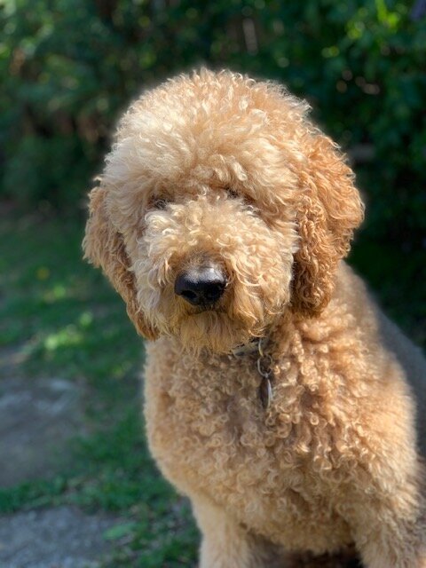 "Marley" - Groodle