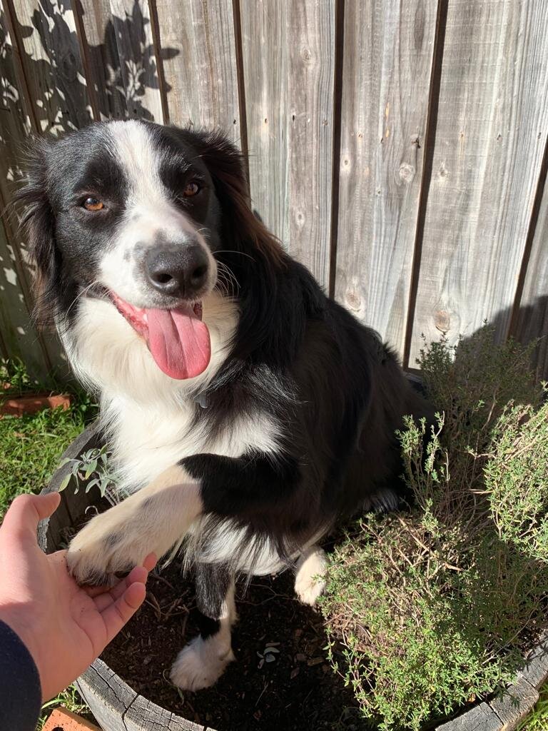 "Cooper" - Border Collie
