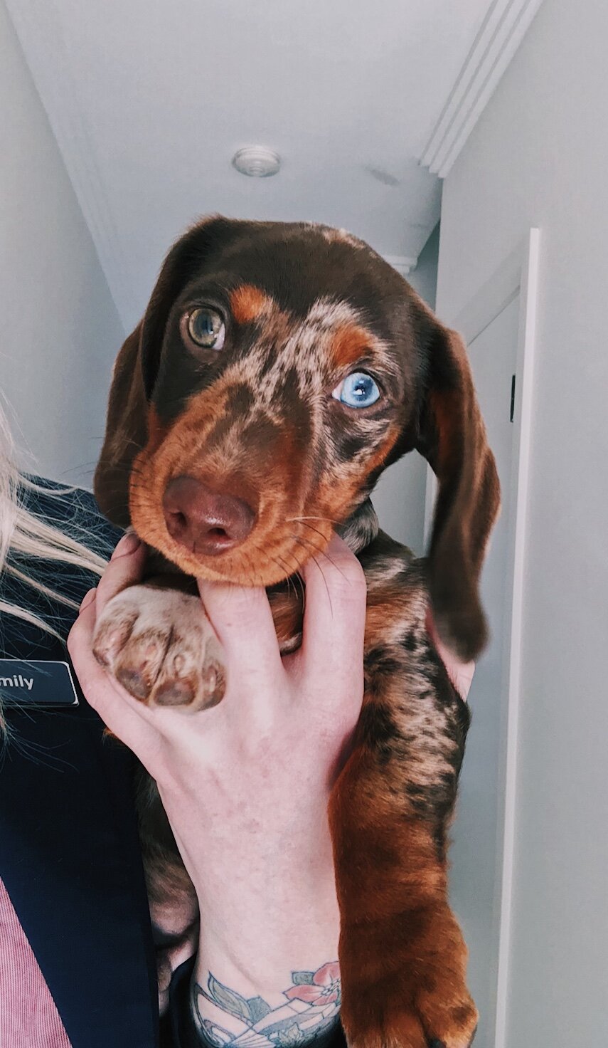 "Ernie" - Miniature Dachshund
