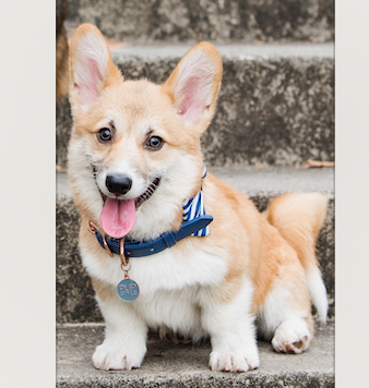 "Ace" - Corgi