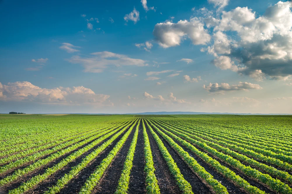 farming-3.jpg