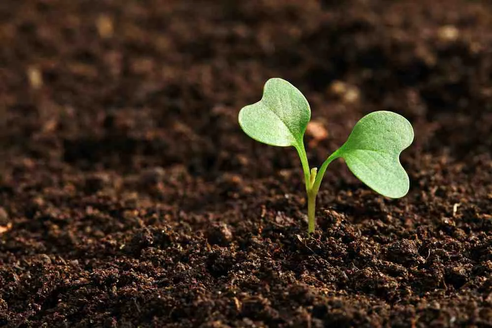 Plant-the-seed.jpg