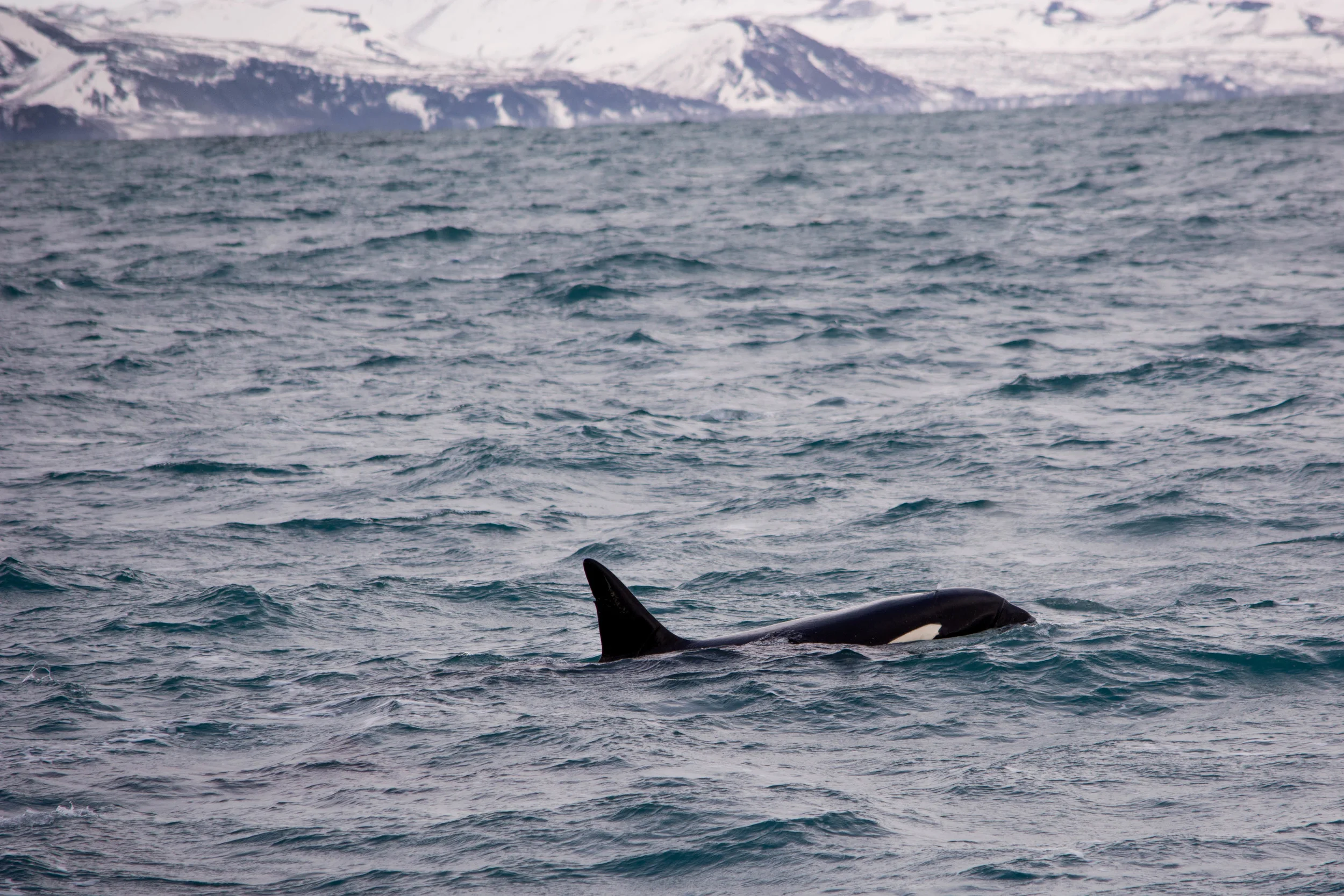 DSC_0539.jpg