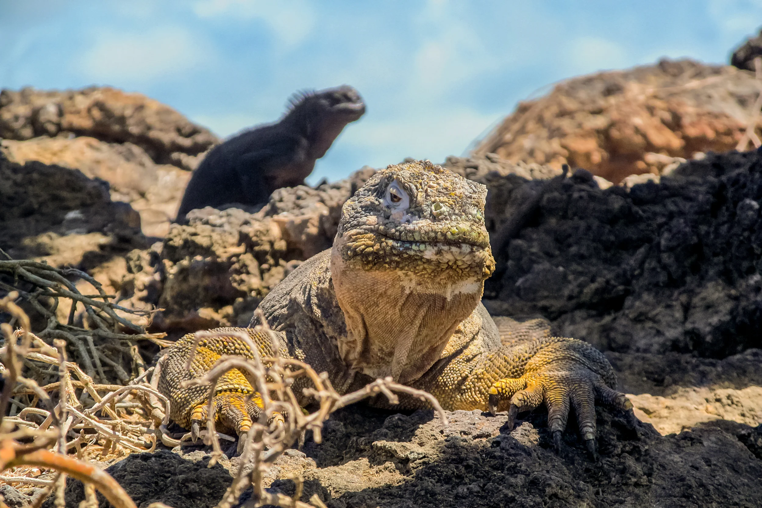 Land and Marine Iguanas.jpg