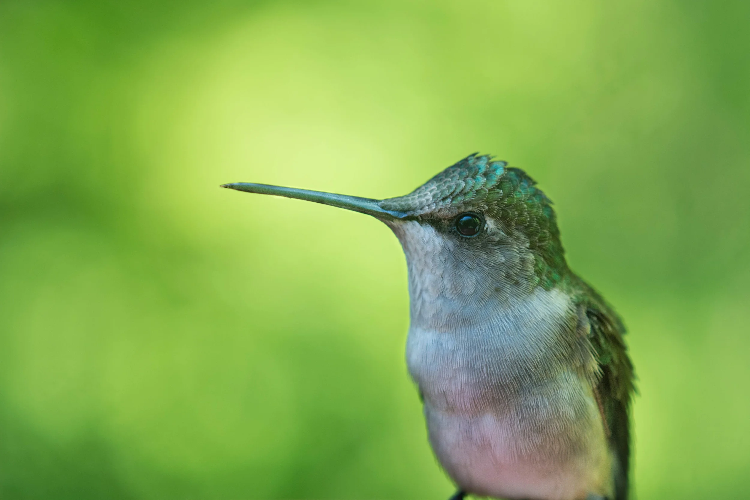 Hummingbird.jpg