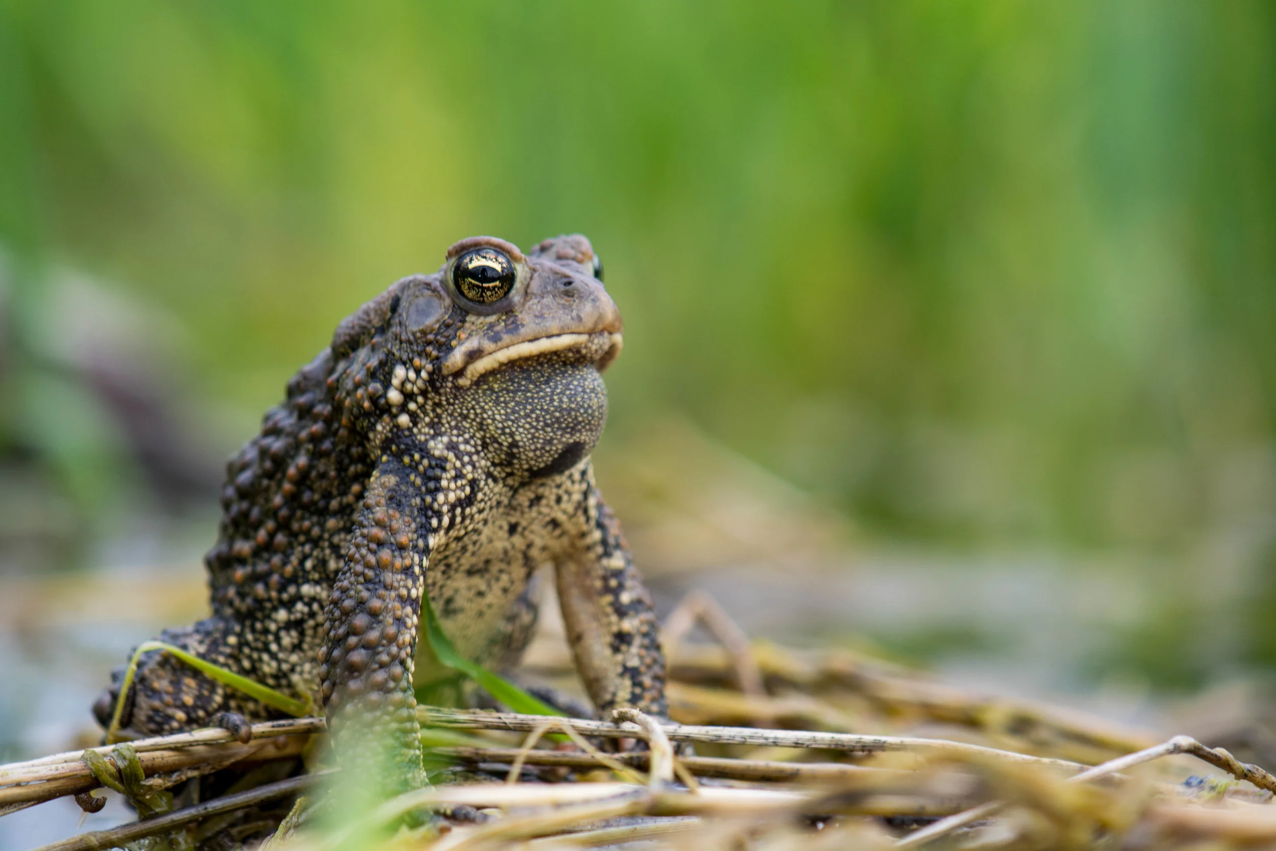 American Toad.jpg