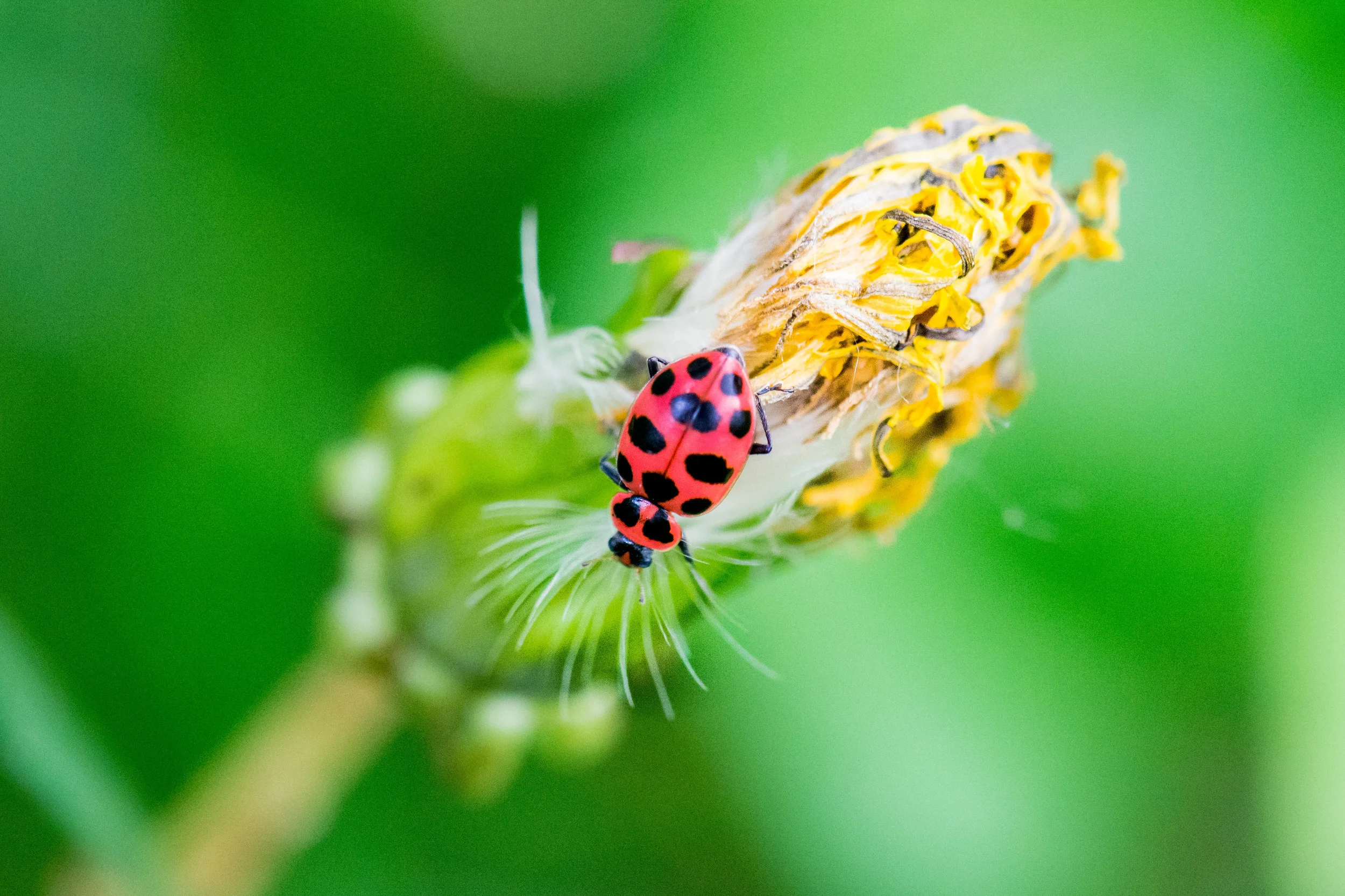 Ladybug.jpg