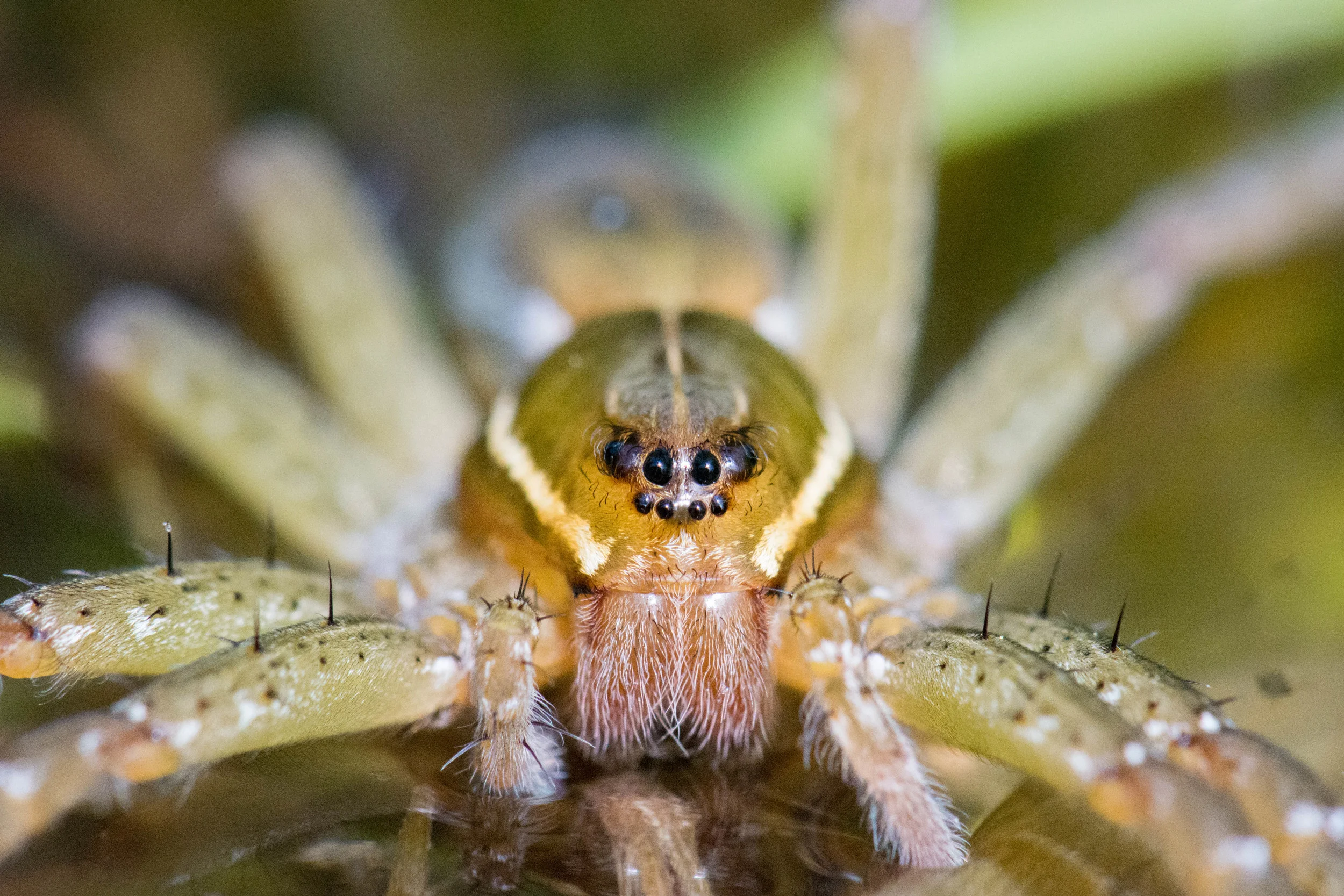 Fishing Spider.jpg