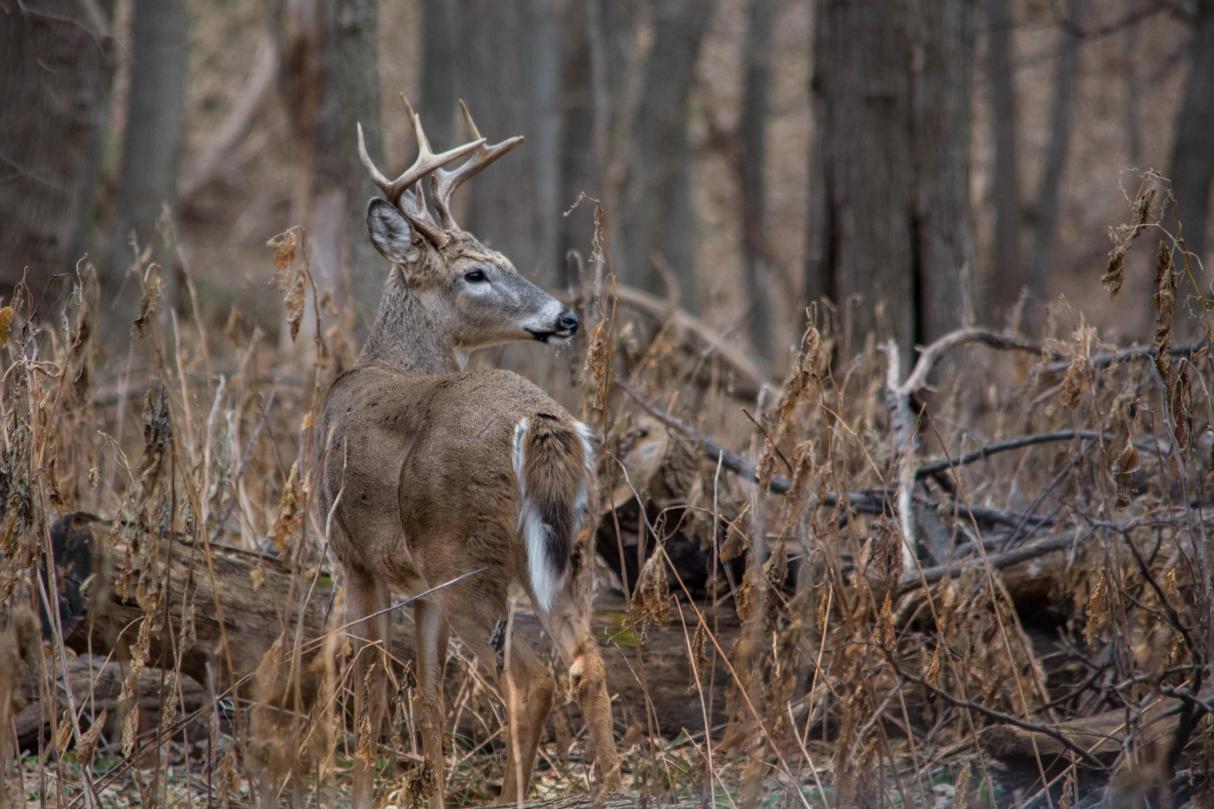 DSC_0730.jpg