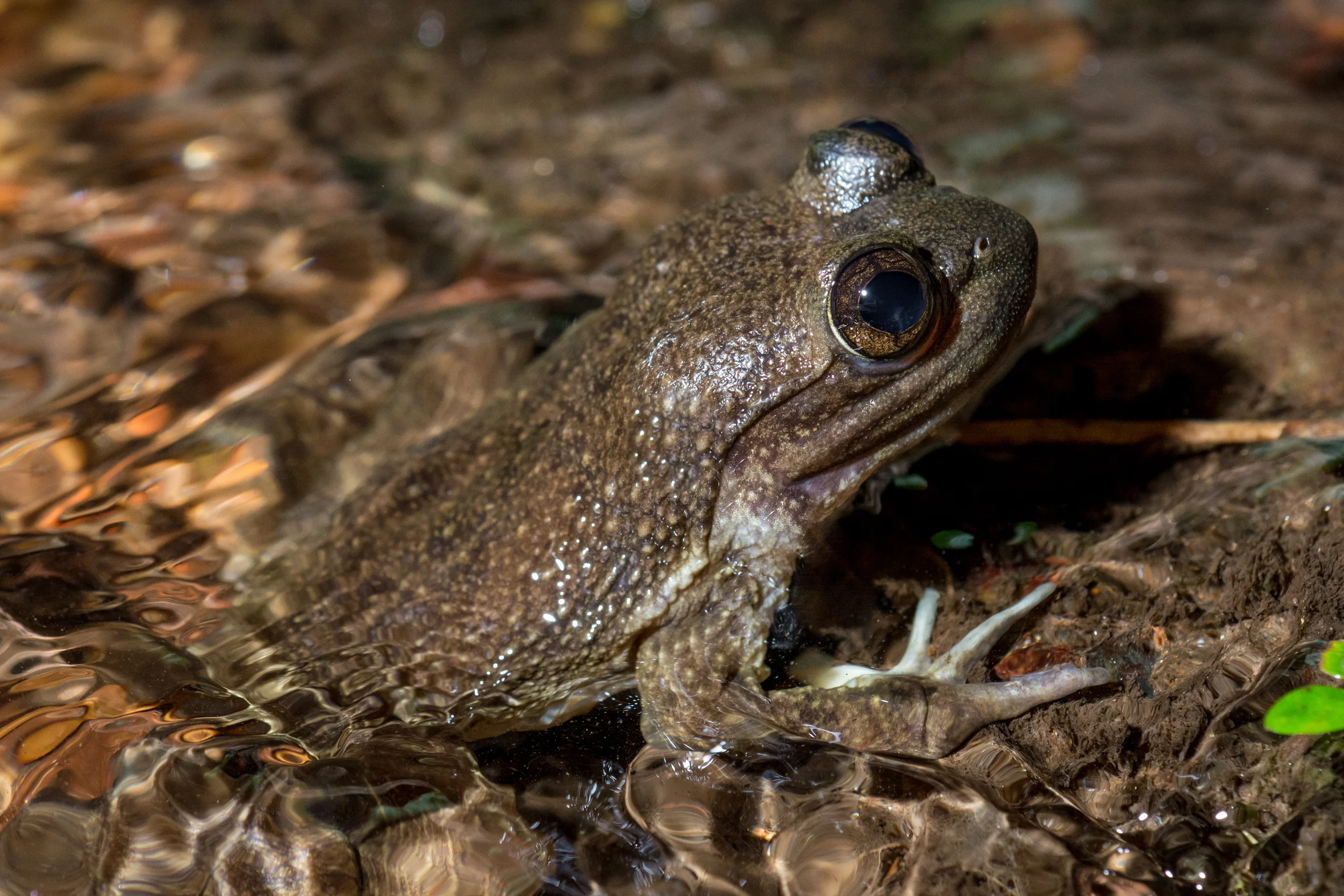DSC_0291.jpg