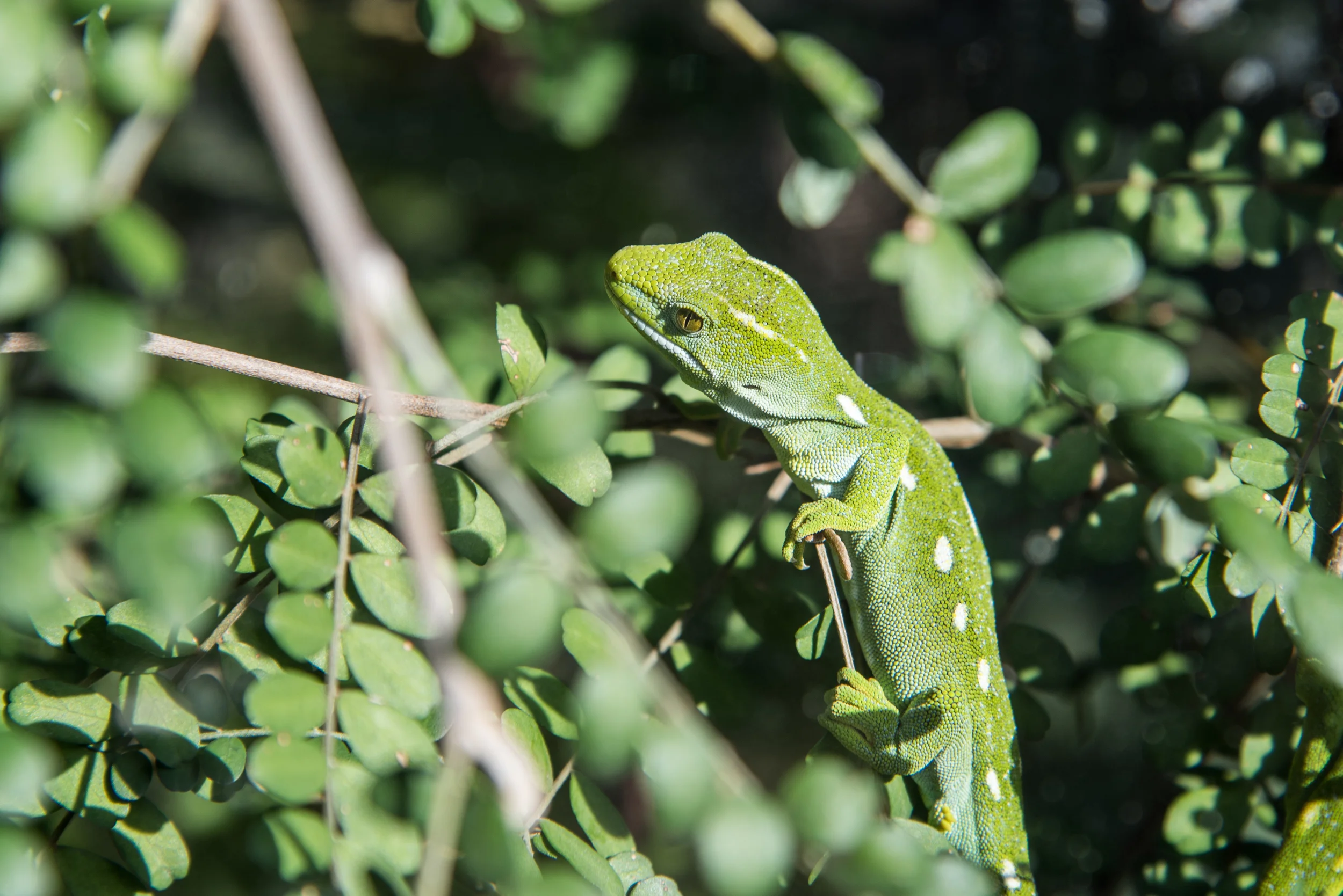 DSC_2447.jpg