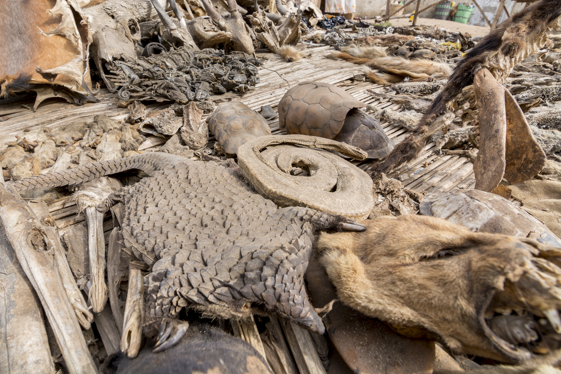 pangolinmarket.jpg