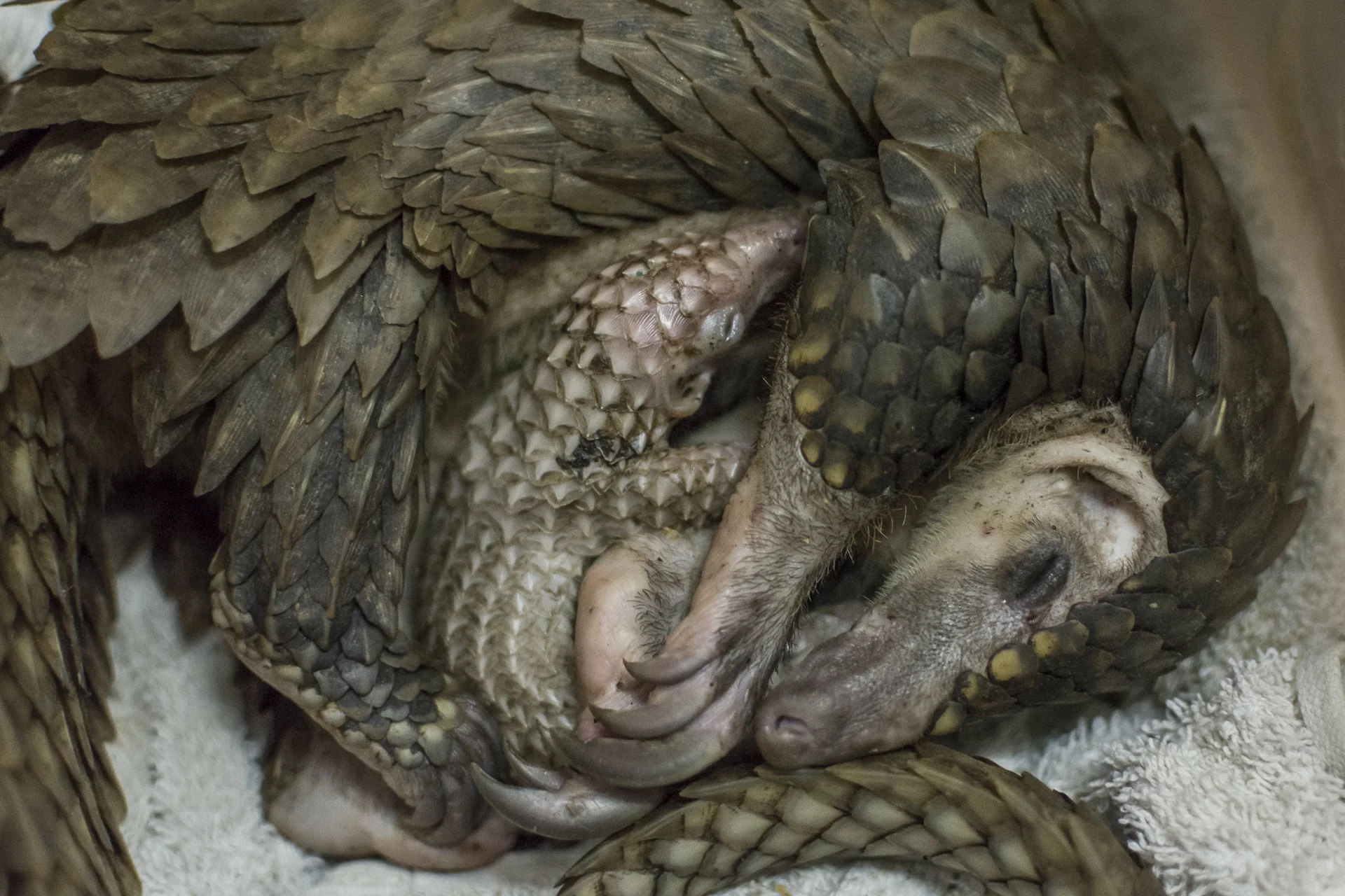 pangolinnursing.jpg