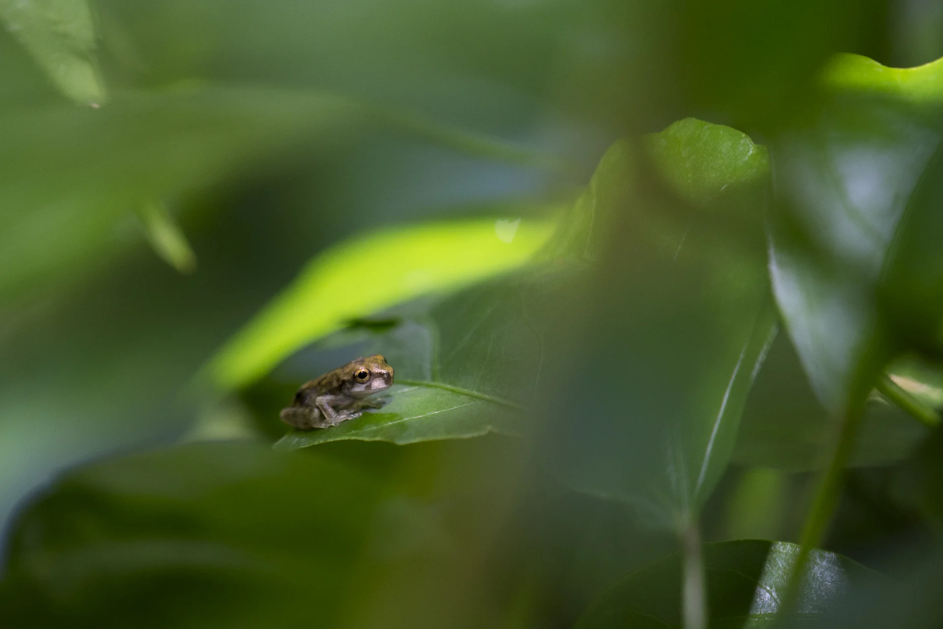 tinyfrog.jpg
