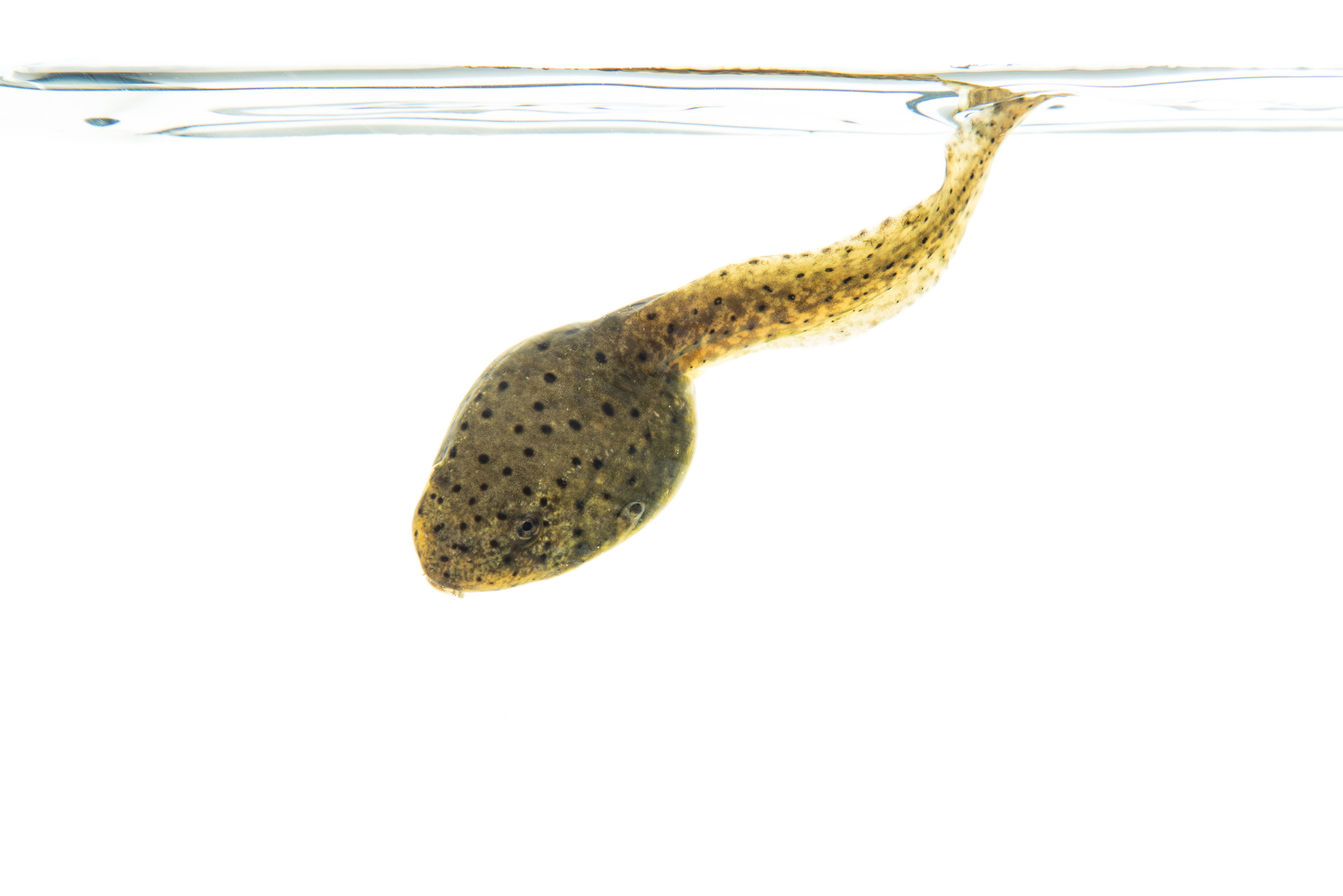 American Bullfrog (Tadpole)