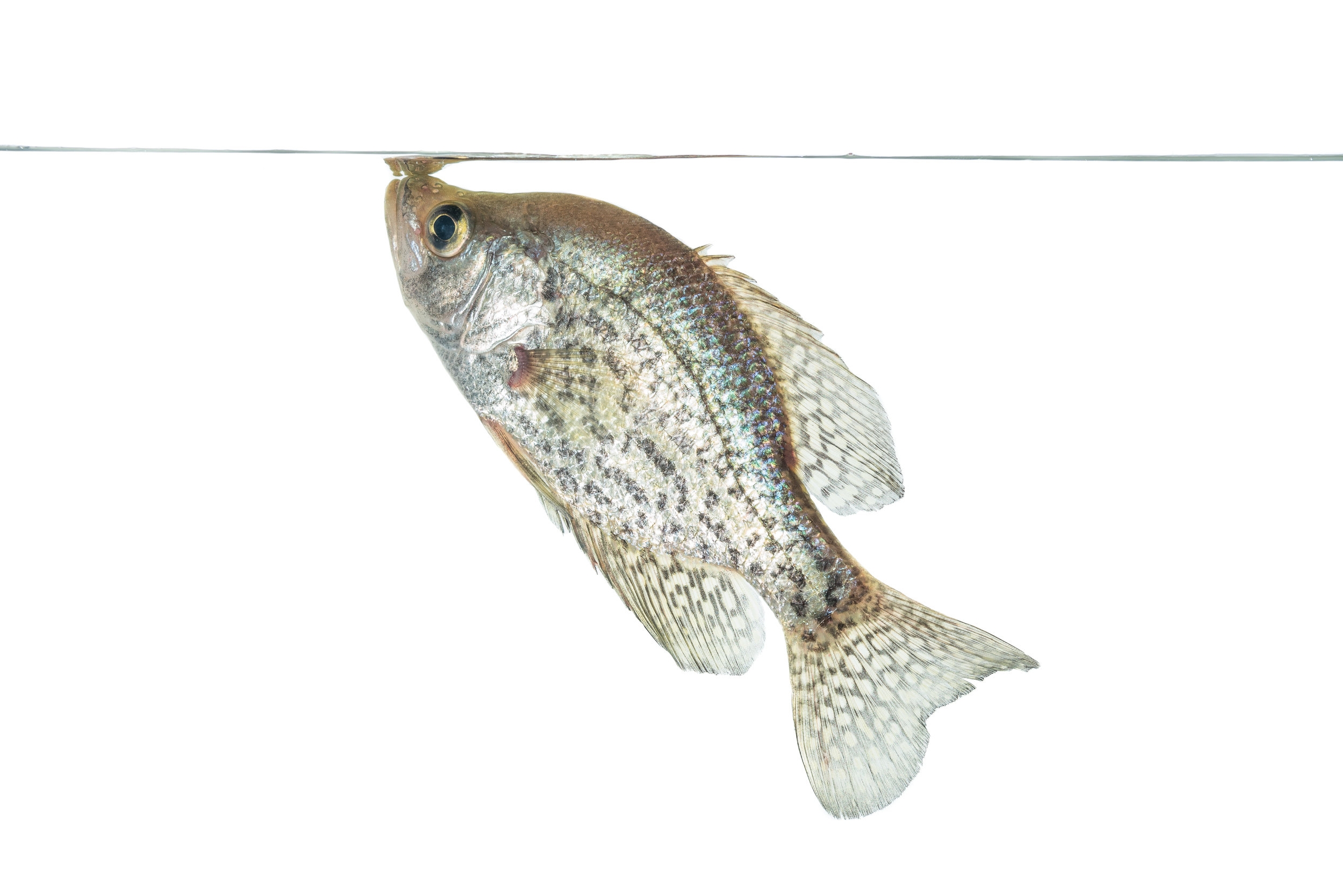 White Crappie