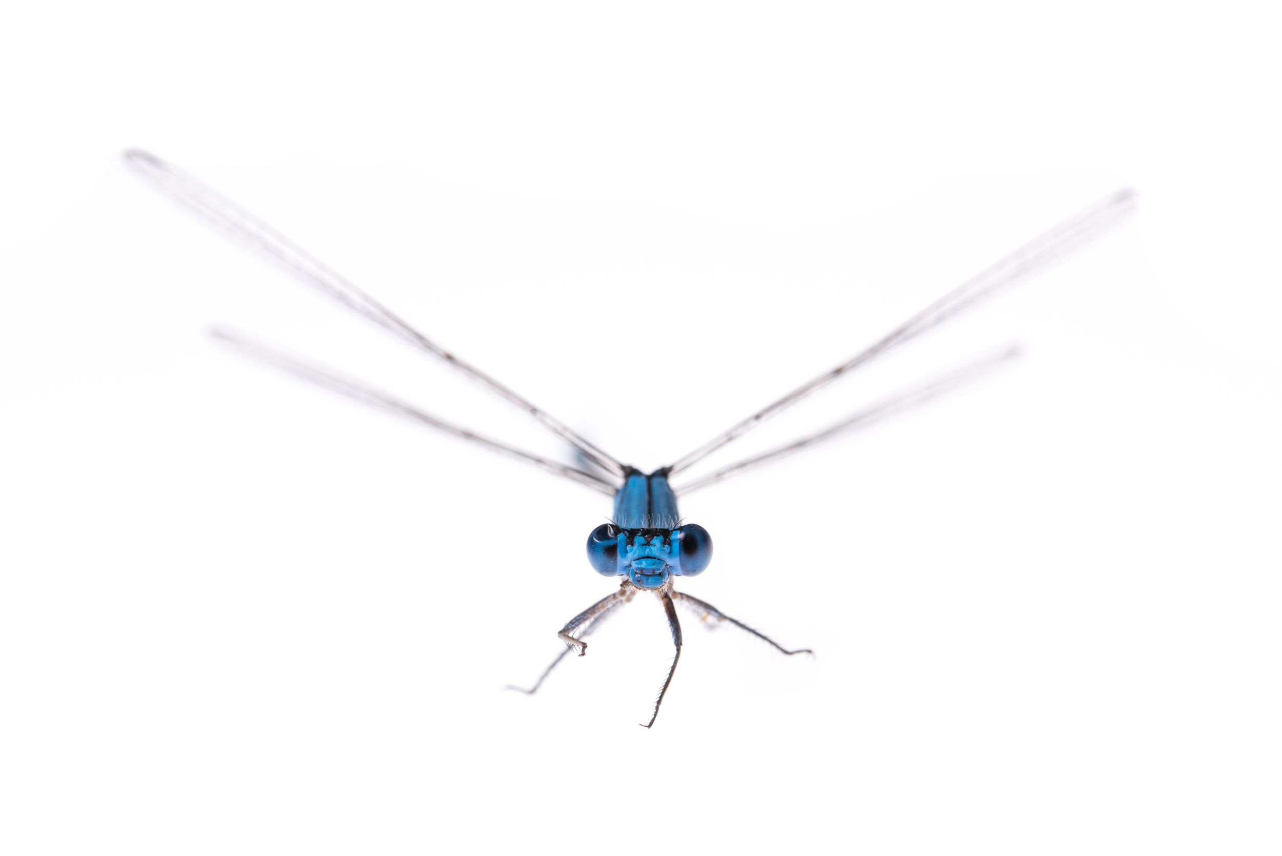 Familiar Bluet Damselfly