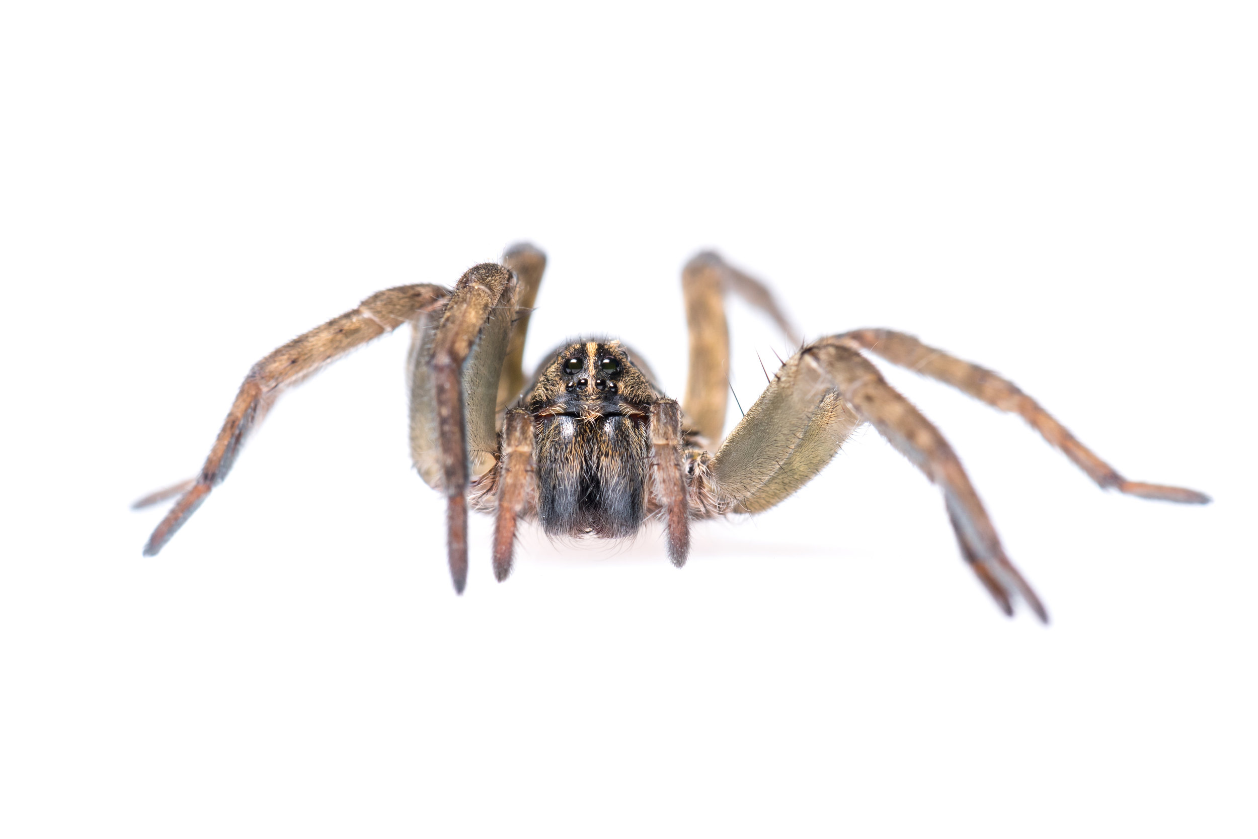 Wolf Spider