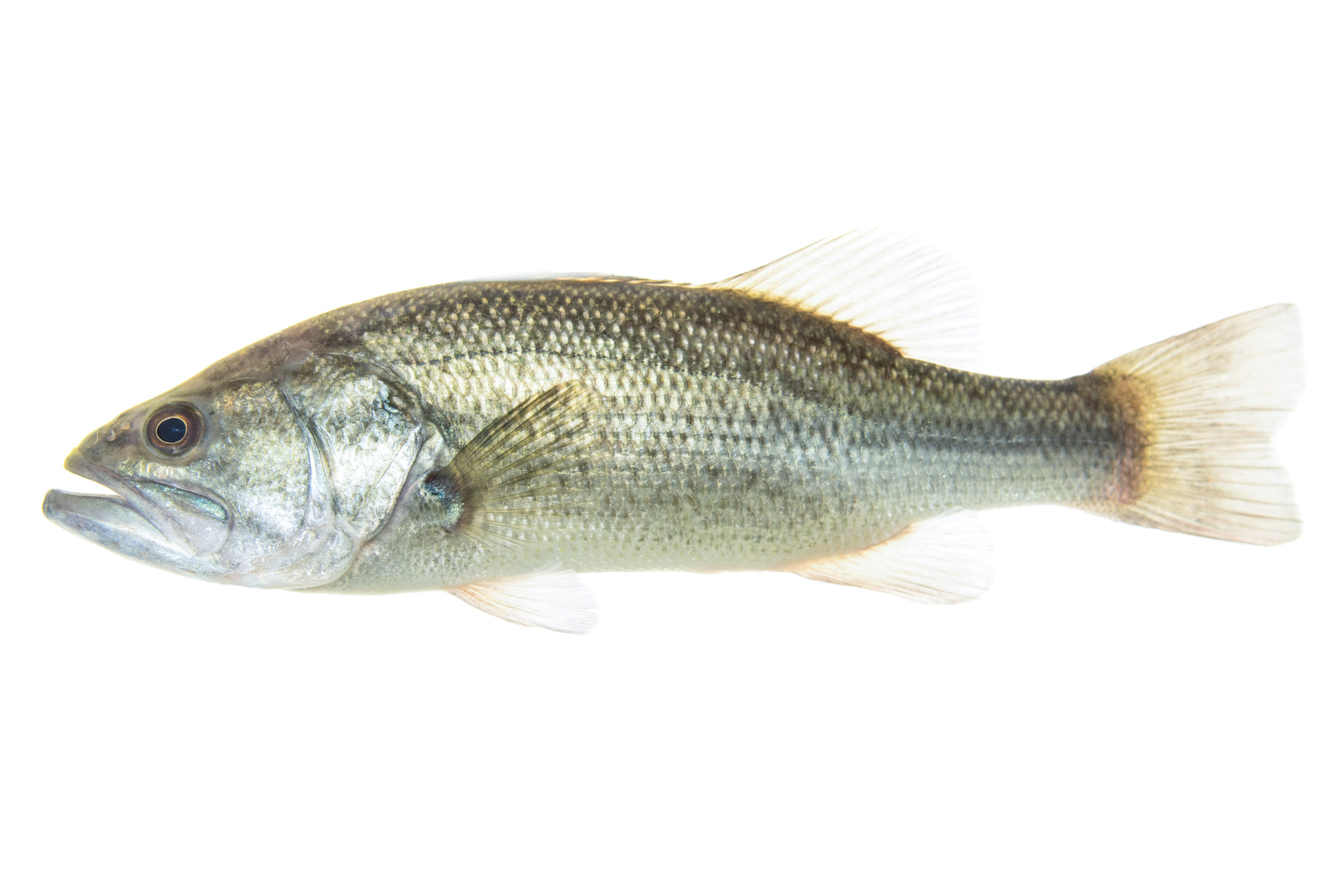 Largemouth Bass