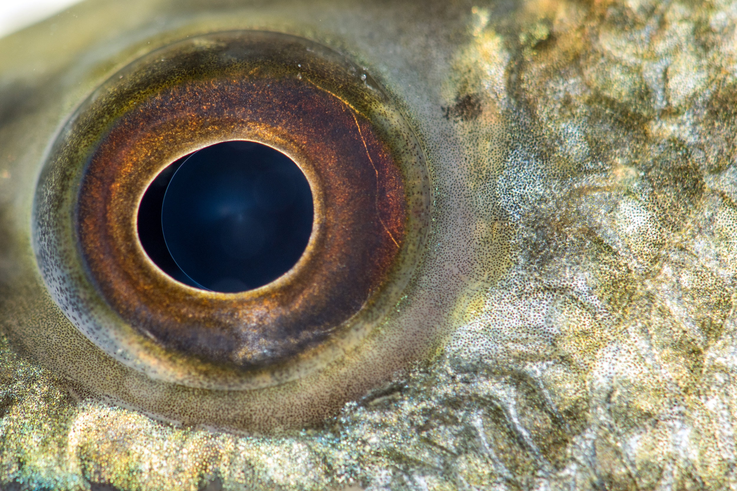 Largemouth Bass