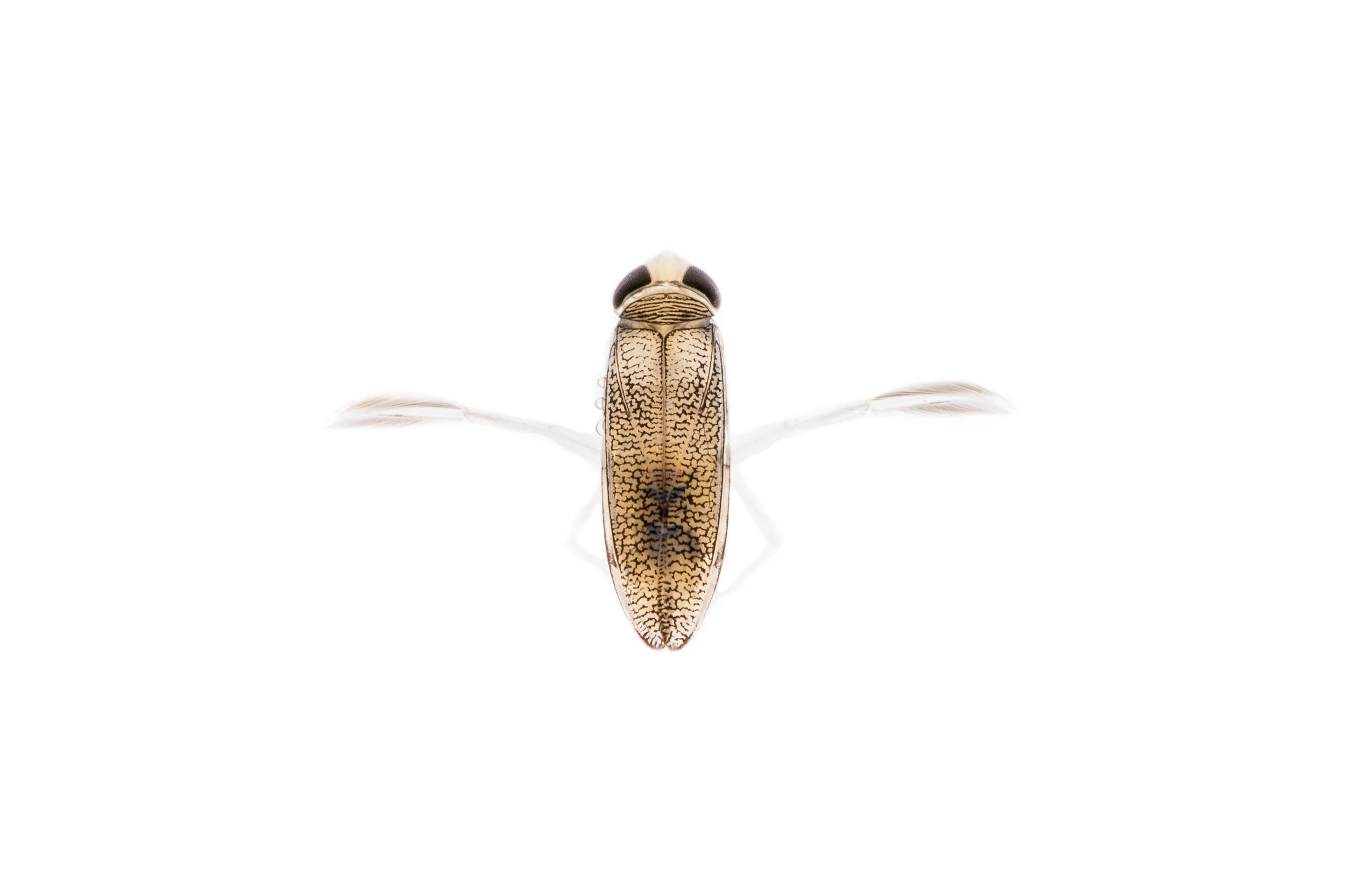 Water Boatman
