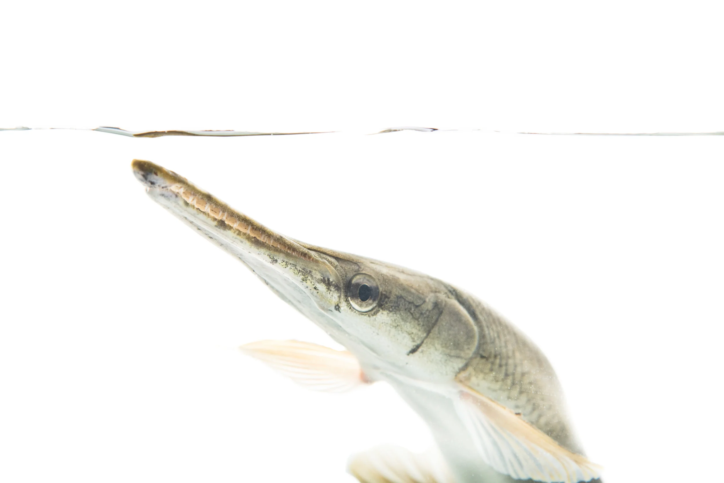 Shortnose Gar